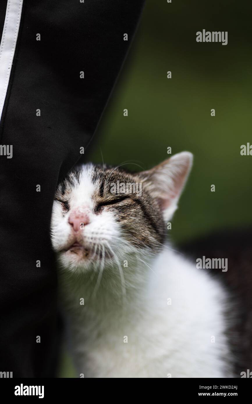 A domestic cat Stock Photo