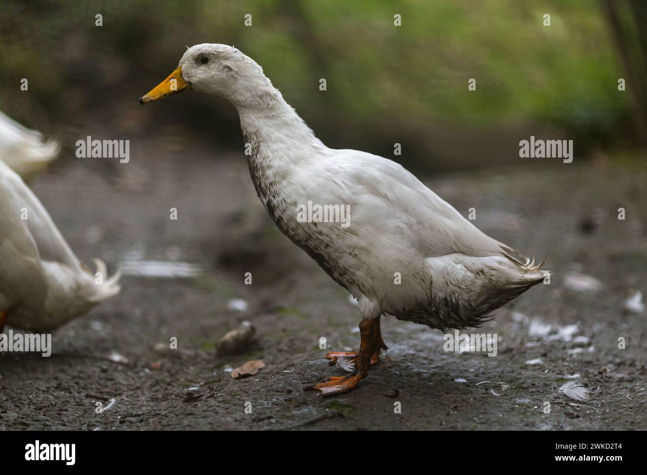 A duck covered in mud in nature Stock Photo - Alamy