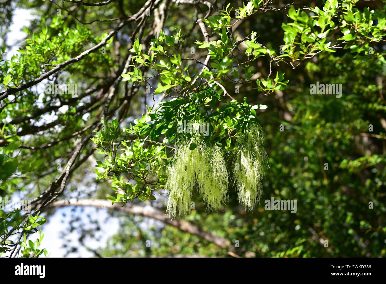 Injerto or feathery mistletoe (Misodendrum linearifolium) is an hemiparasitic plant native to central and southern Chile and southwestern Argentina. T Stock Photo