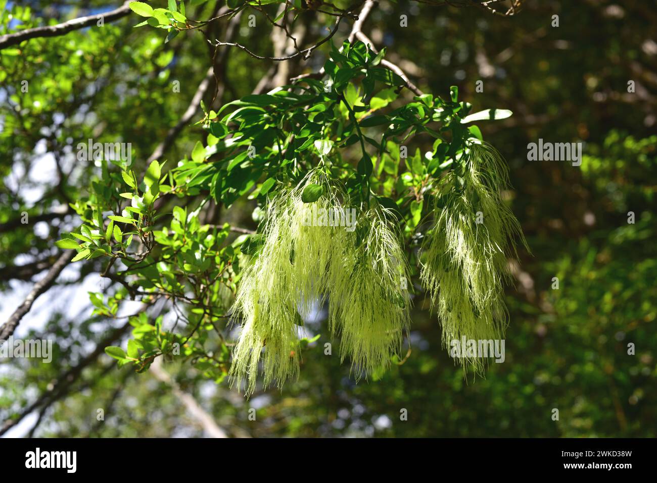 Injerto or feathery mistletoe (Misodendrum linearifolium) is an hemiparasitic plant native to central and southern Chile and southwestern Argentina. T Stock Photo