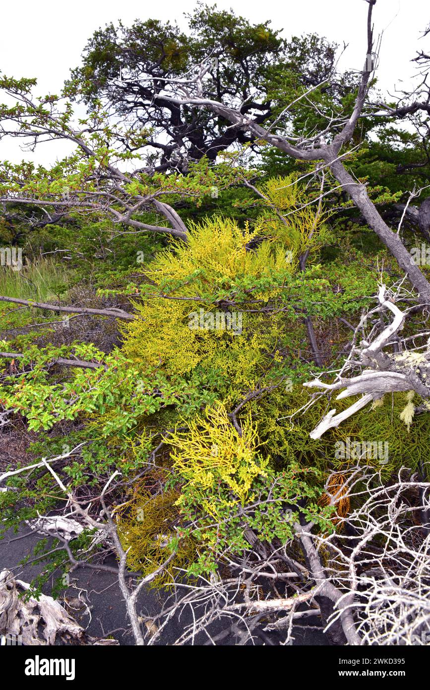 Farolito chino (Misodendrum punctulatum) is an hemiparasite shrub native to central and southern Andes from Chile and Argentina. The parasitized tree Stock Photo