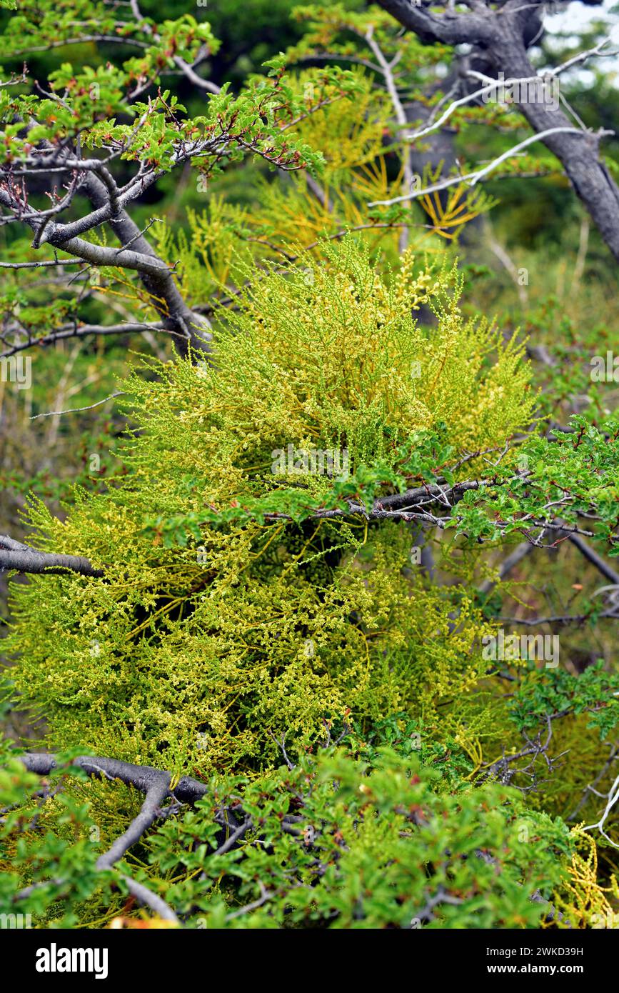 Farolito chino (Misodendrum punctulatum) is an hemiparasite shrub native to central and southern Andes from Chile and Argentina. The parasitized tree Stock Photo