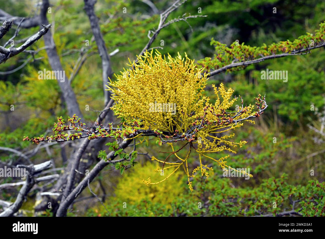 Farolito chino (Misodendrum punctulatum) is an hemiparasite shrub native to central and southern Andes from Chile and Argentina. The parasitized tree Stock Photo