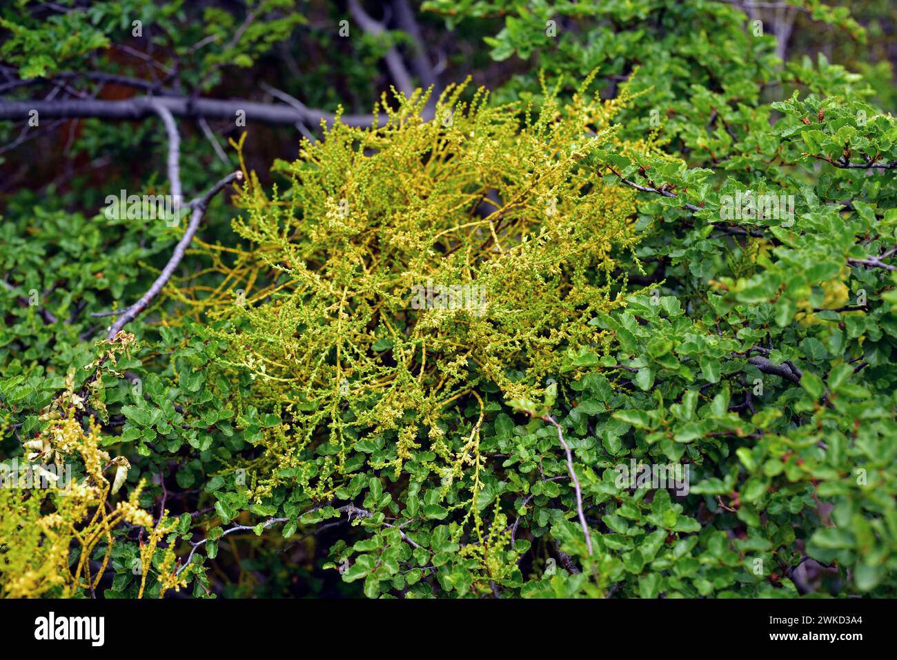 Farolito chino (Misodendrum punctulatum) is an hemiparasite shrub native to central and southern Andes from Chile and Argentina. The parasitized tree Stock Photo