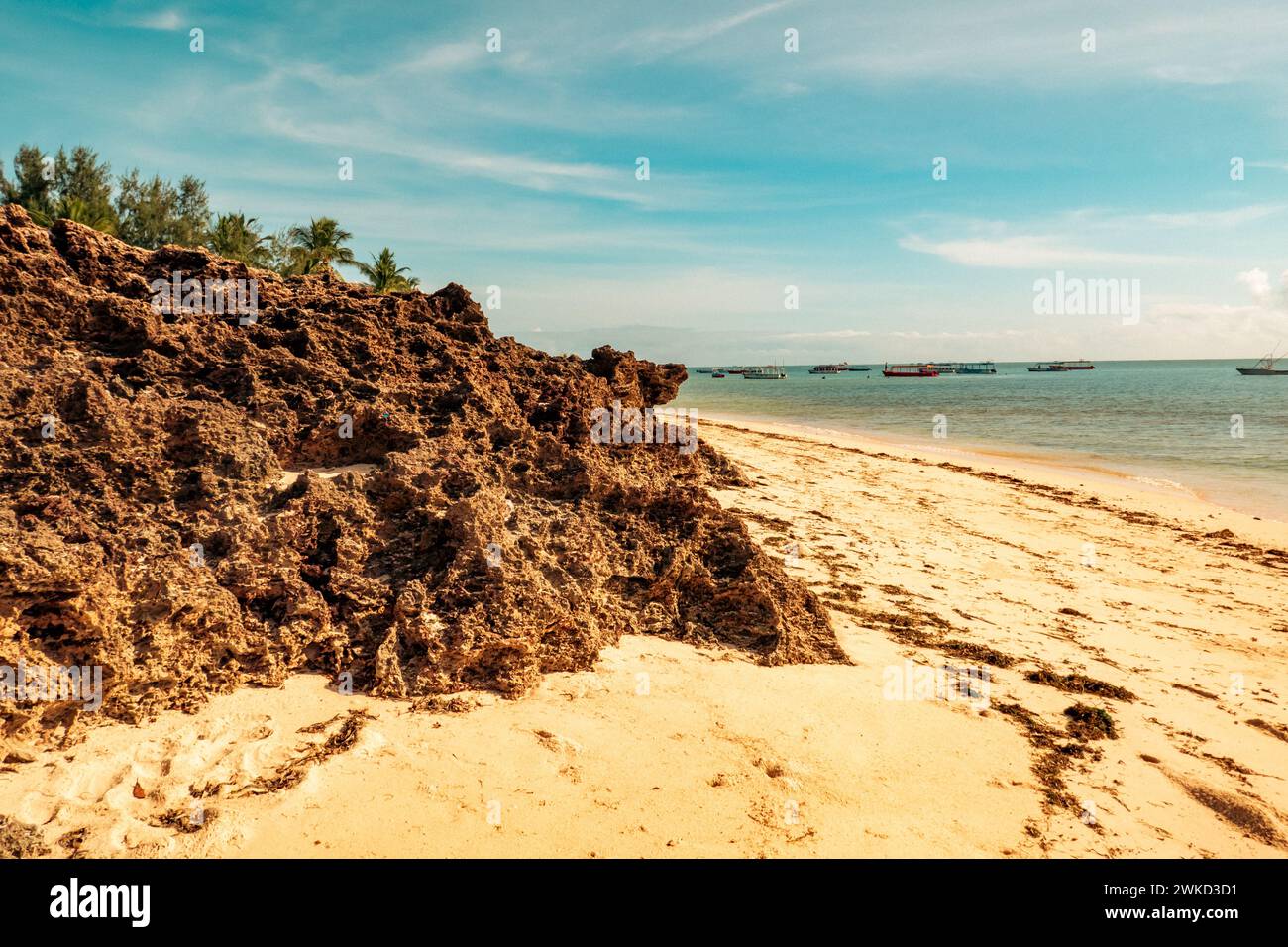 mangrove-trees-growing-on-coral-rocks-at-malindi-beach-in-malinid