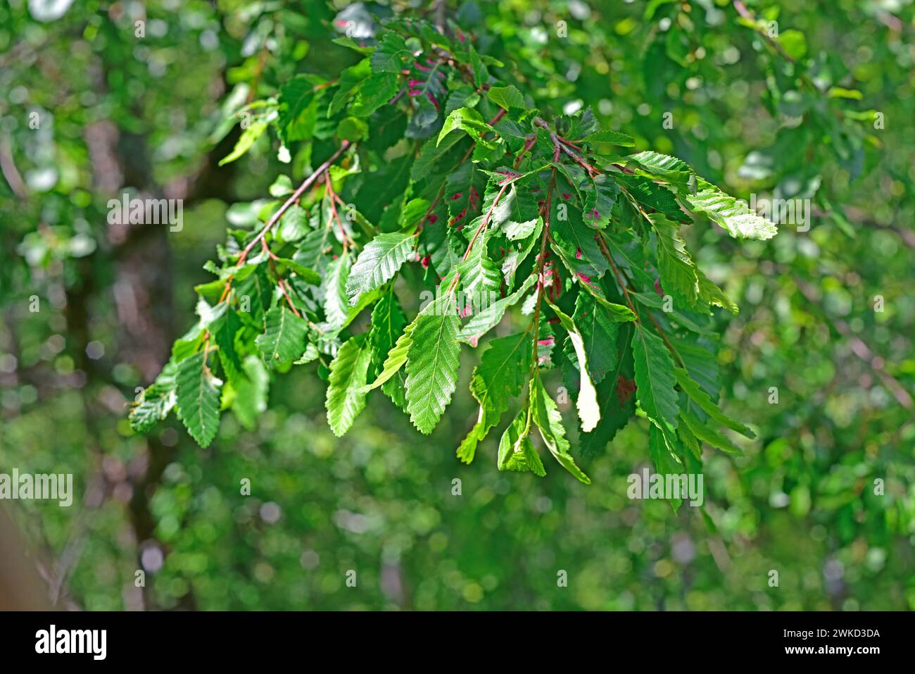 Rauli or southern beech (Nothofagus alpina or Nothofagus procera) is a deciduous tree native to central and southern Chile and in some locations of Ar Stock Photo