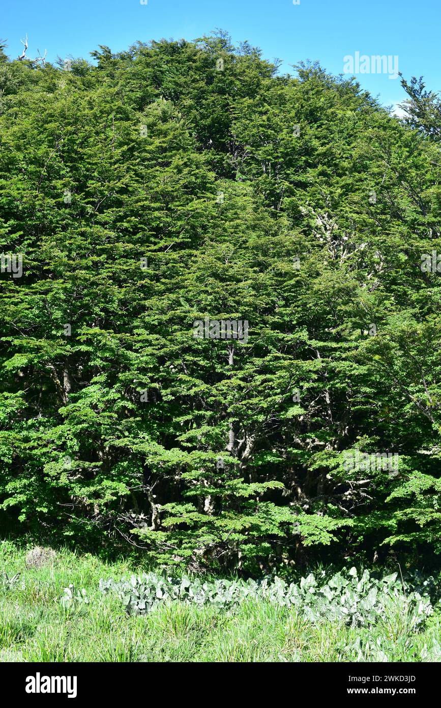 Coihue or coigüe de Magallanes or Magellan's beech (Nothofagus betuloides) is an evergreen tree endemic to central and southern Chile and Argentina An Stock Photo