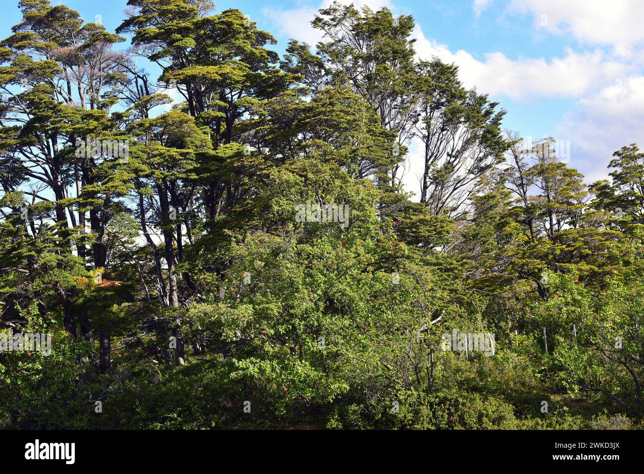 Coihue or coigüe de Magallanes or Magellan's beech (Nothofagus betuloides) is an evergreen tree endemic to central and southern Chile and Argentina An Stock Photo