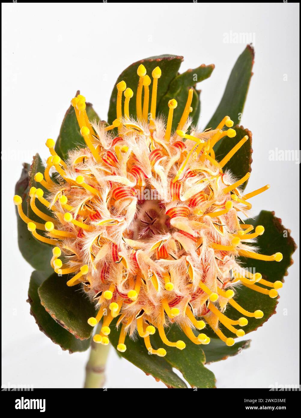 Leucospermum cordifolium  by flower auction Plantion in Ede Holland.vvbvanbree fotografie. Stock Photo