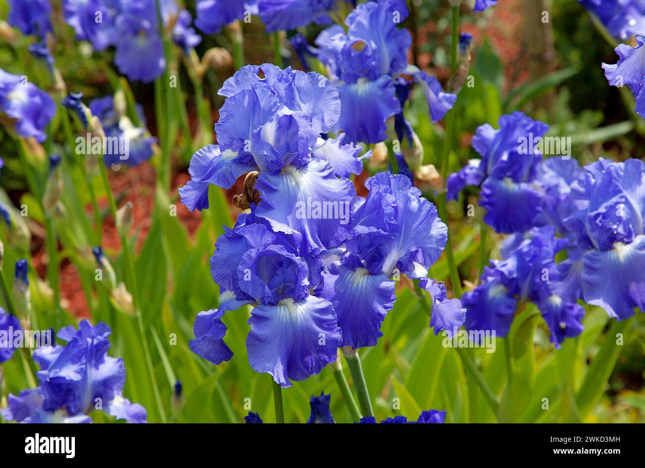 Spring Iriz Bright blue spring iris flowers vvbvanbree fotografie Holland Stock ...