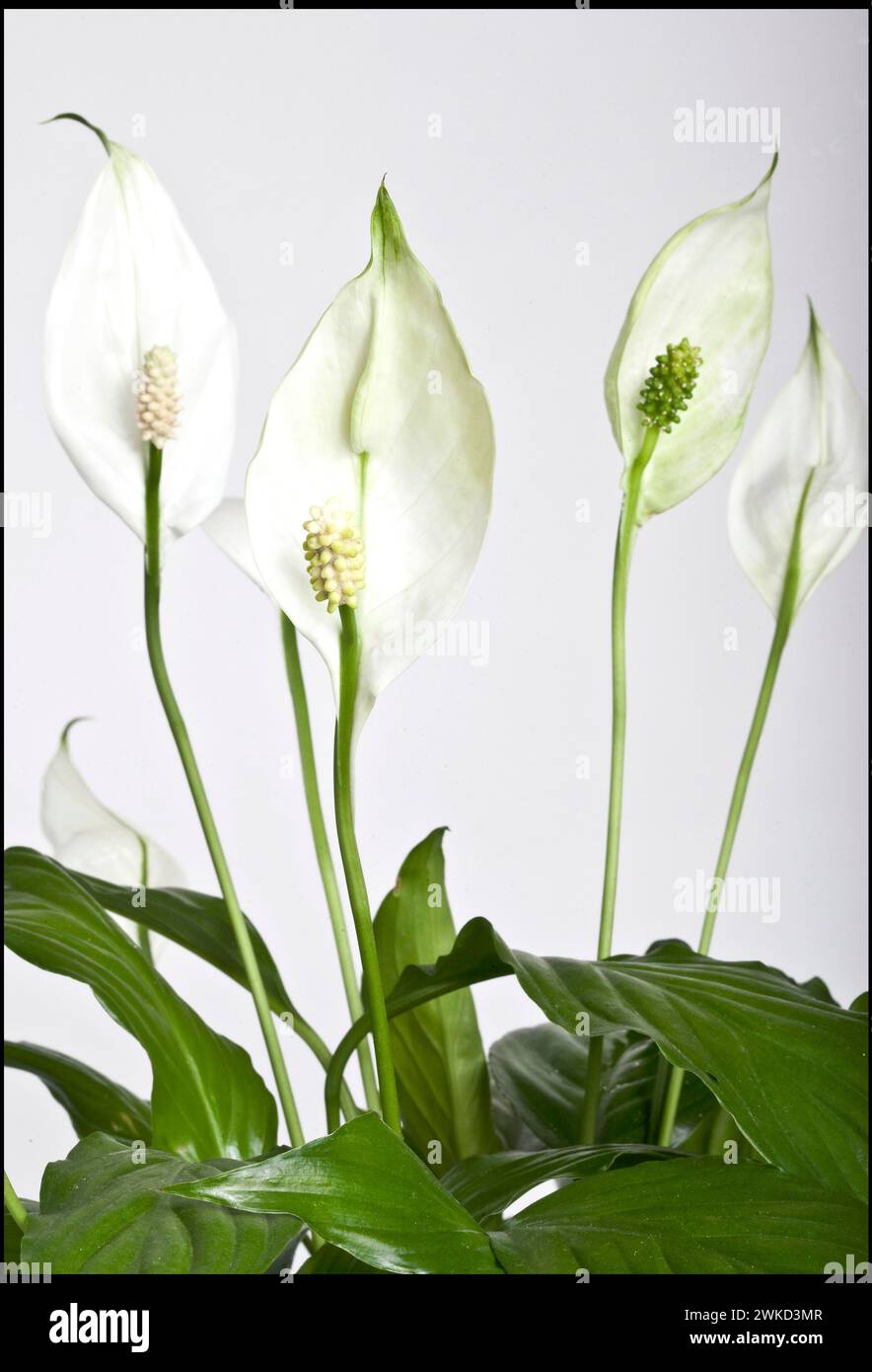 Spathiphyllum, lepelplant, peace lilies, vvbvanbree fotografie Holland Stock Photo