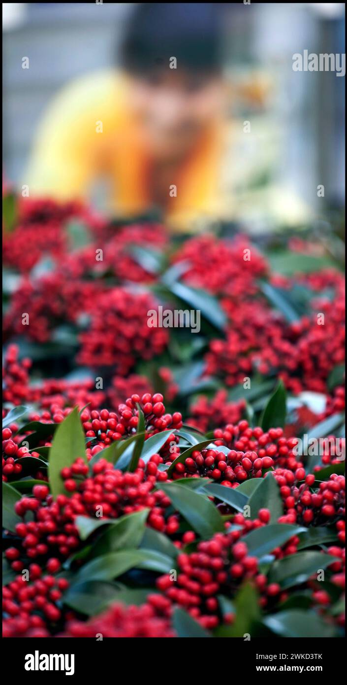 Skimmia reevesiana skimmia by flower auction Plantion in Ede Holland, vvbvanbree fotografie Stock Photo