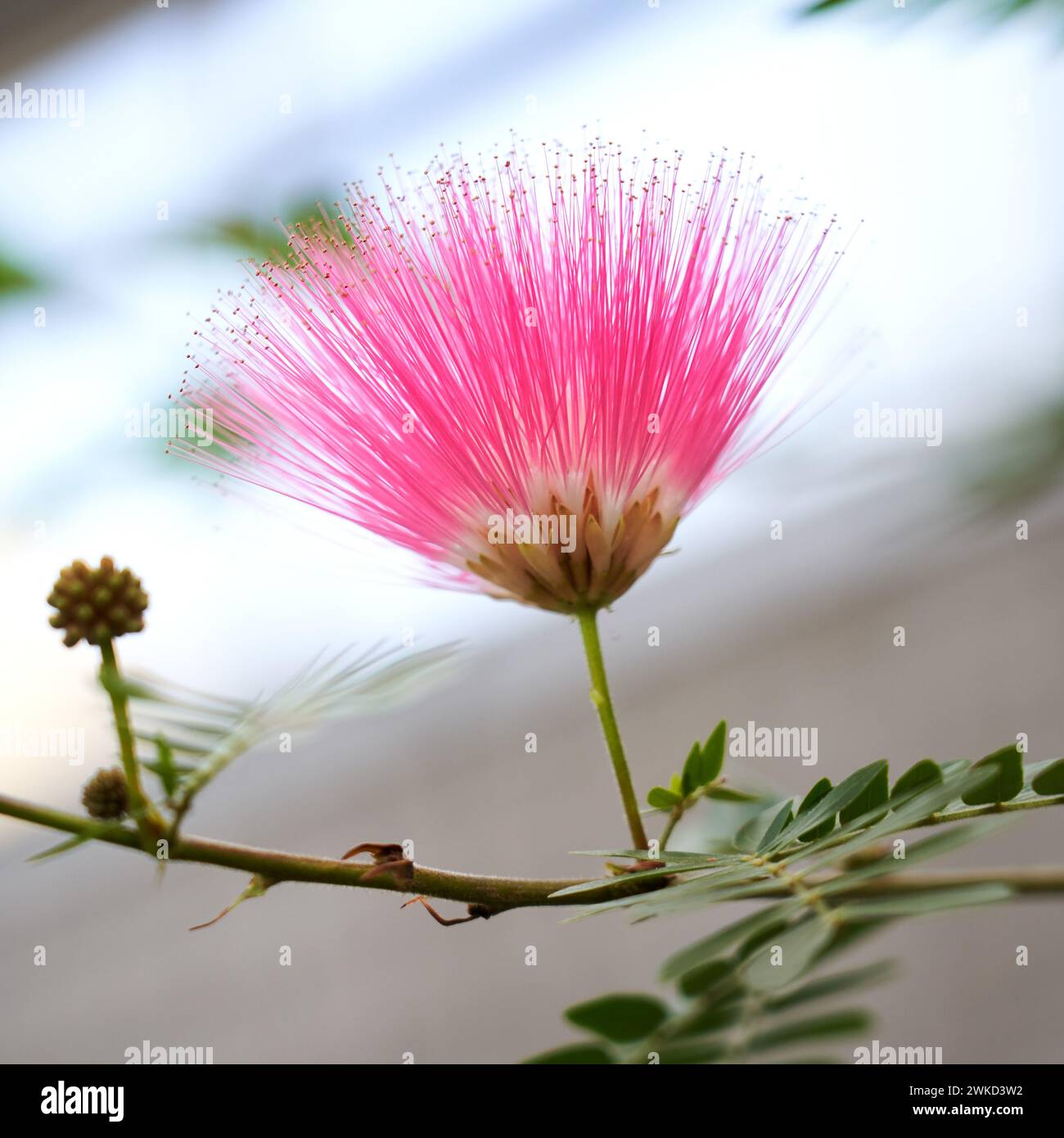 Albizia julibrissin Rosea Mimosoideae.Ede Holland. vvbvanbree fotografie Stock Photo