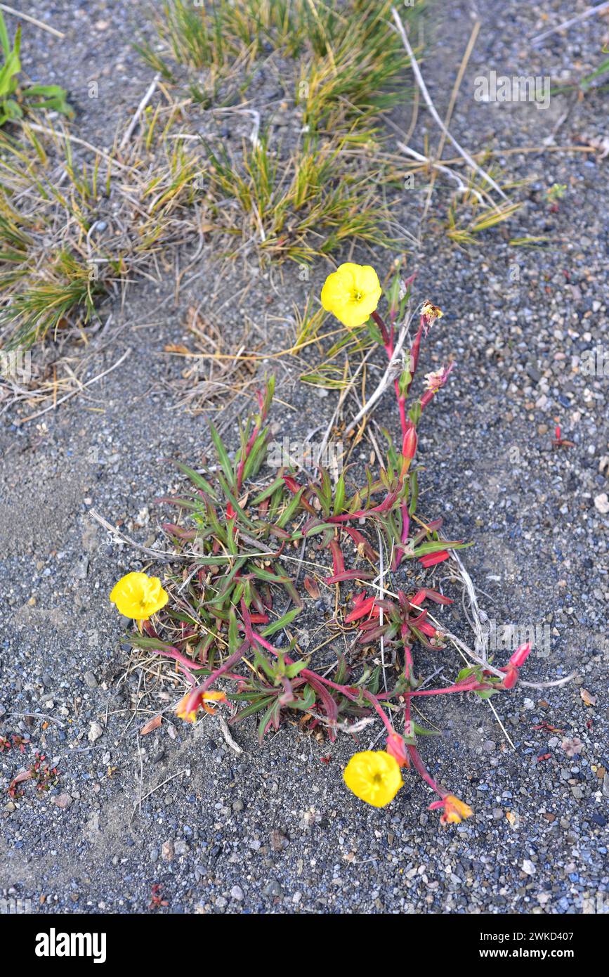Don Diego de noche or evening primerose (Oenothera odorata) is a perennial herb native to Souyh America. This photo was taken in Torres del Paine Nati Stock Photo