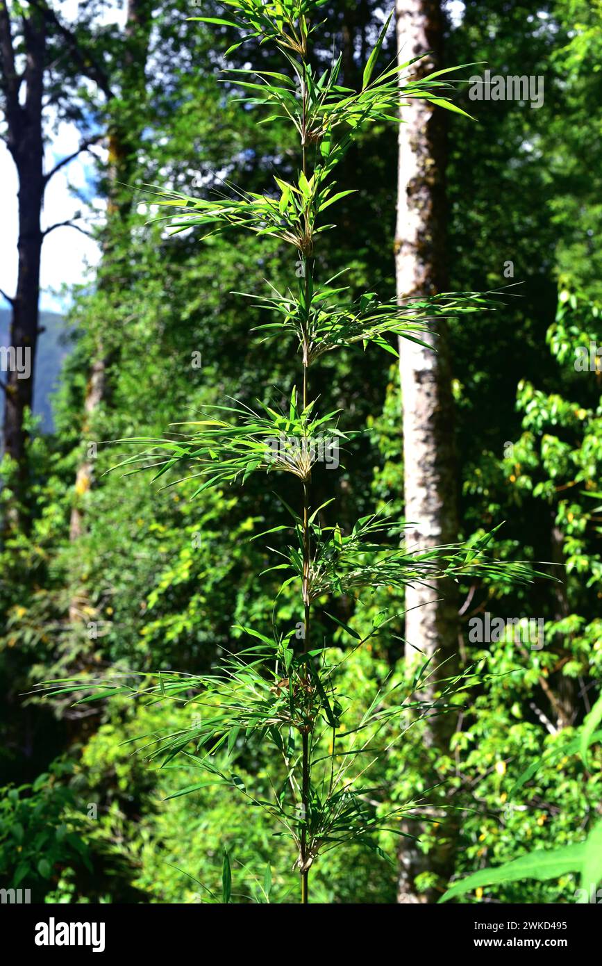 Quila (Chusquea quila) is a climbing shrub endemic to temperate forests to Chile and Argentina. This photo was taken in Huilo Huilo Biological Reserve Stock Photo