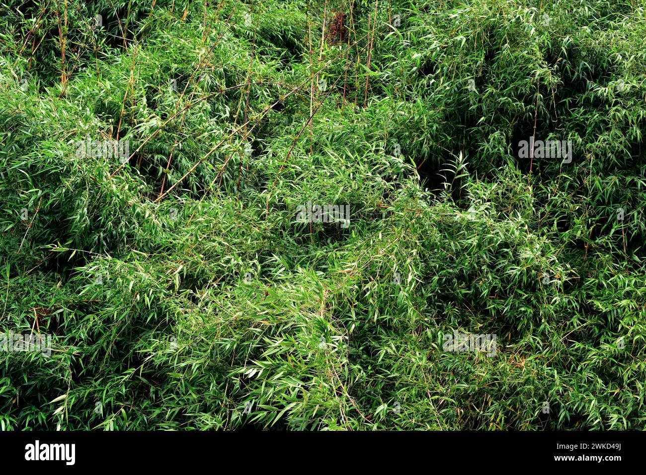 Quila (Chusquea quila) is a climbing shrub endemic to temperate forests to Chile and Argentina. This photo was taken in Llanquihue Lake, Puerto Varas, Stock Photo