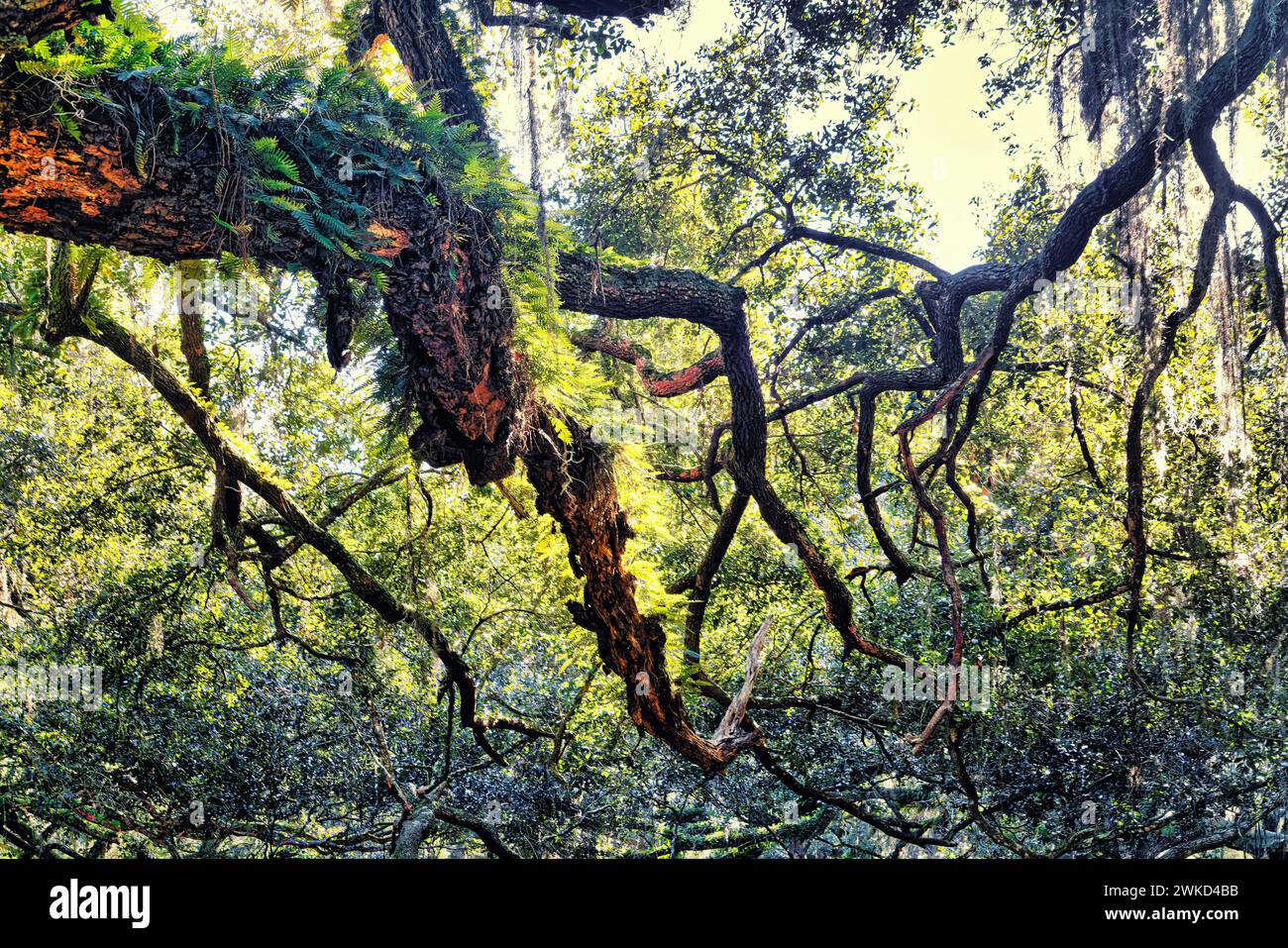 The canopy of the forest with great ancient oak trees Stock Photo - Alamy