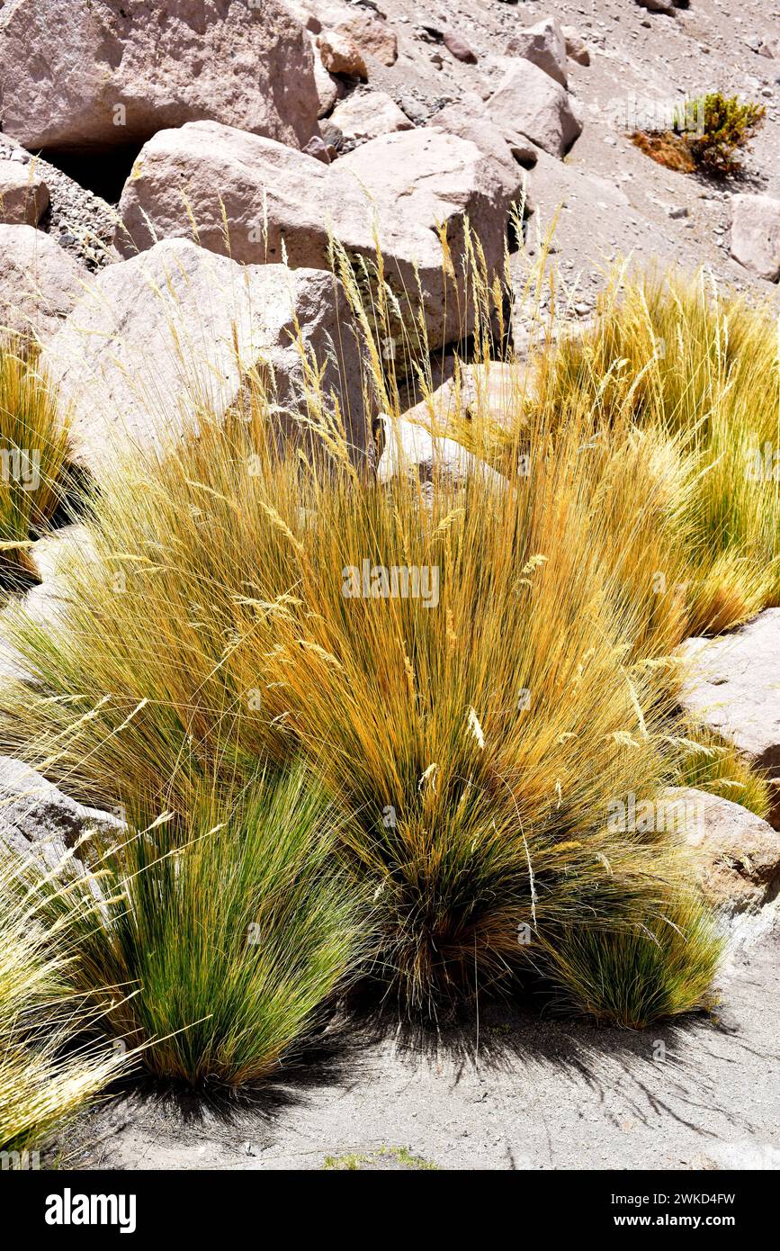 Coiron (Stipa chrysophylla or Pappostipa chrysophylla) is a perennial herb native to northern Chile and Argentina. This photo was taken in Lauca Natio Stock Photo