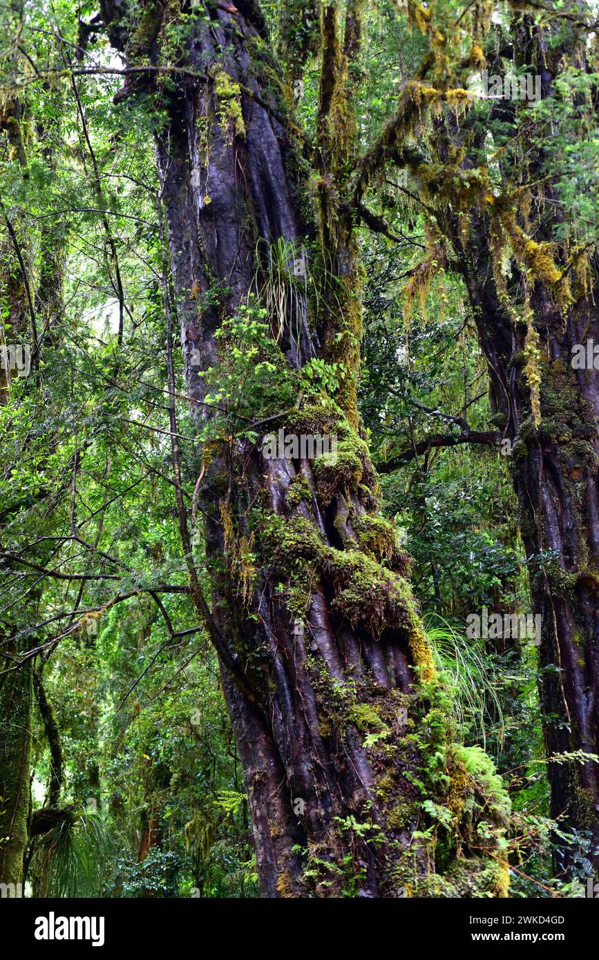 Mañio hembra, lleuque or Prince Albert yew (Saxegothaea conspicua) is an evergreen tree native to temperate regions of Chile and Argentina. This photo Stock Photo