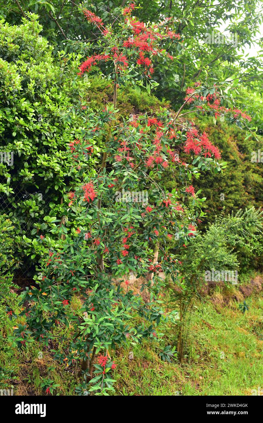 Notro or Chilean firetree (Embothrium coccineum) is a small evergreen tree native to temperate regions of Chile and Argentina. This photo was taken in Stock Photo