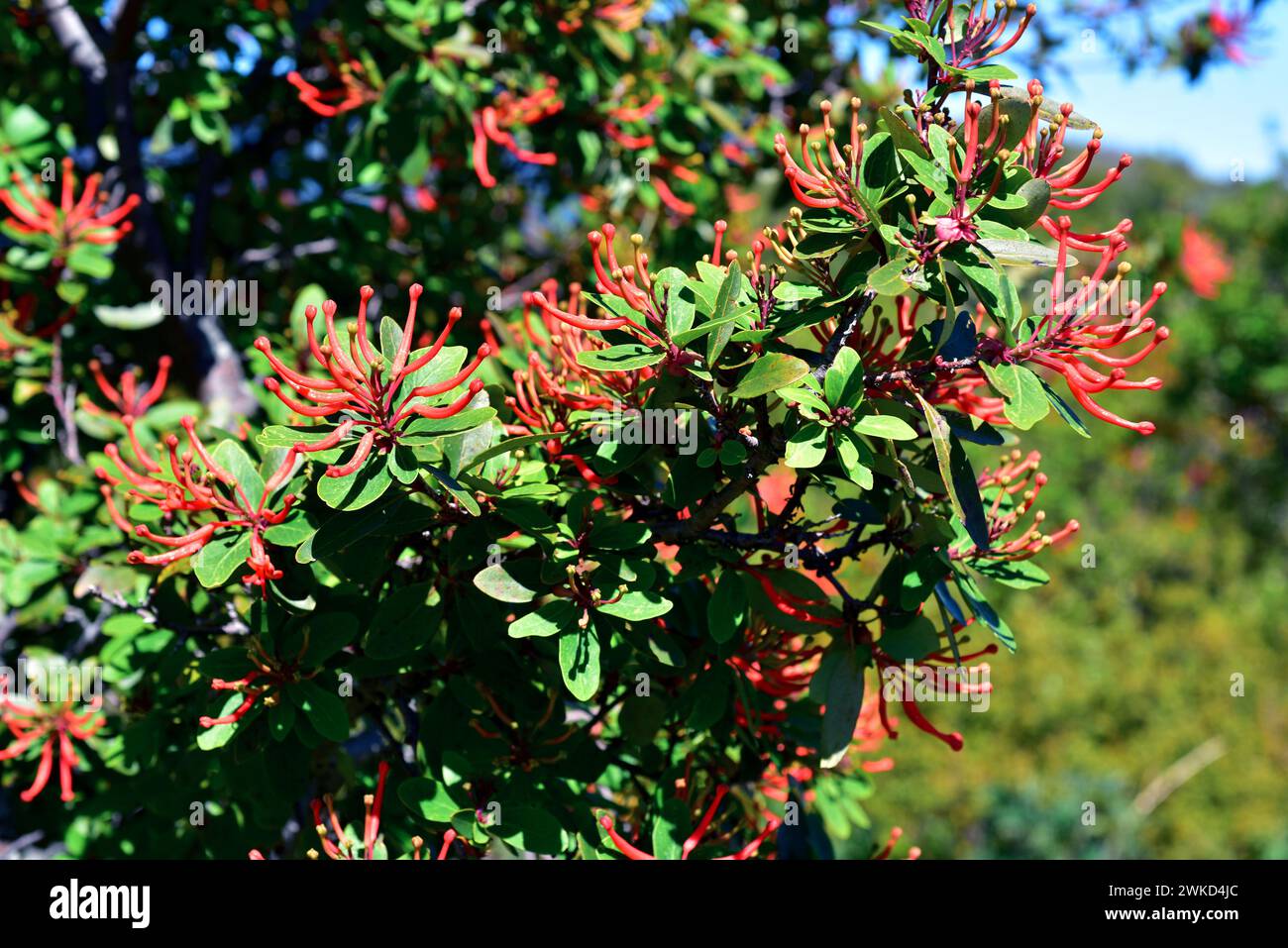 Notro or Chilean firetree (Embothrium coccineum) is a small evergreen tree native to temperate regions of Chile and Argentina. Flowers and leaves deta Stock Photo