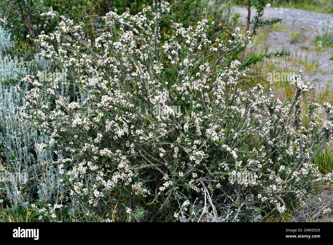 Black bush or mata negra (Mulguraea tridens or Junellia tridens) is a shrub native to Magallanes Region (Argentina and Chile). This photo was taken in Stock Photo