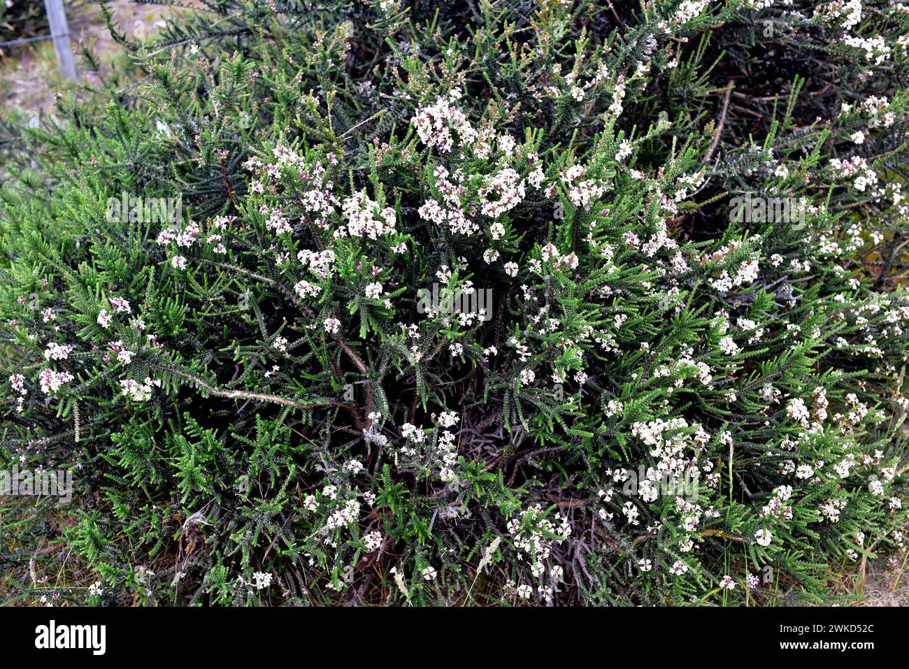 Black bush or mata negra (Mulguraea tridens or Junellia tridens) is a shrub native to Magallanes Region (Argentina and Chile). This photo was taken in Stock Photo