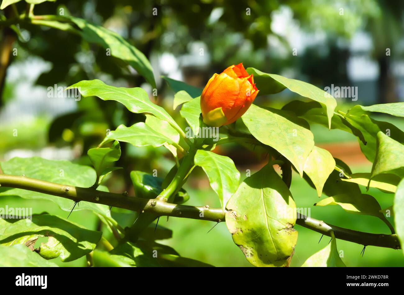 A species of leafy cactus native to moist forests with large rose-like orange-red flowers is called Leuenbergeria bleo sin. Pereskia bleo. The Seven S Stock Photo