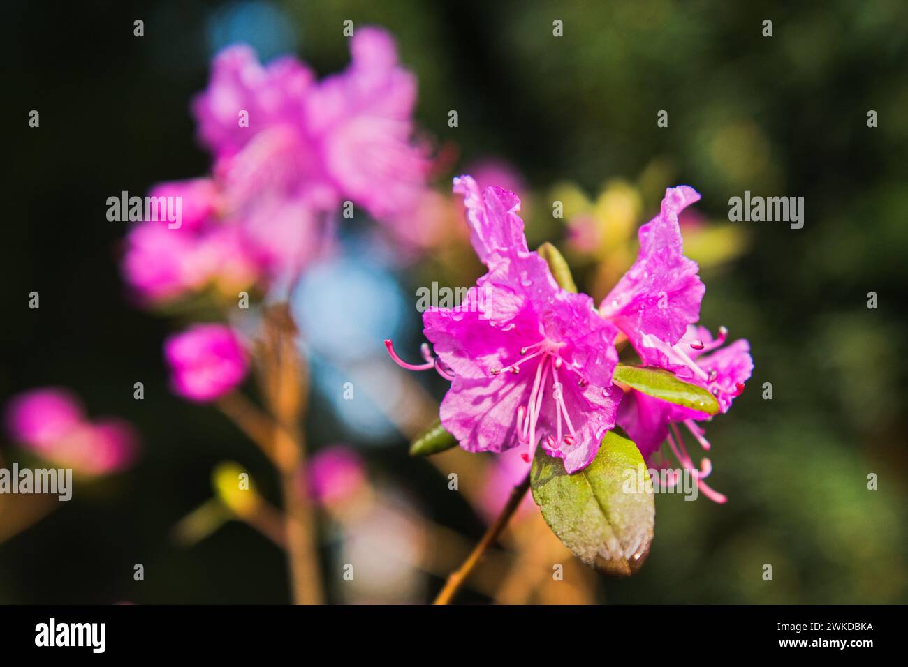 Brno, Czech Republic. 17th Feb, 2024. The first spring flowers appear in the Botanical Garden of the Faculty of Science of Masaryk University, in Brno, Czech Republic, February 17, 2024. Pictured Rhododendron sichotense. Credit: Patrik Uhlir/CTK Photo/Alamy Live News Stock Photo