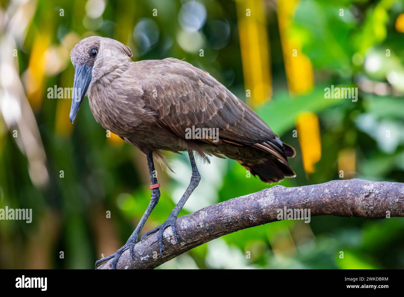 The hamerkop is a medium-sized wading bird with brown plumage. The shape of its head with a long bill and crest at the back is reminiscent of a hammer Stock Photo