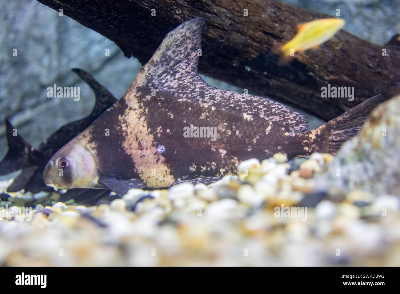 The Chinese high-fin banded shark (Myxocyprinus asiaticus) is a popular freshwater aquarium fish.  It has declined drastically due to pollution, dams, Stock Photo