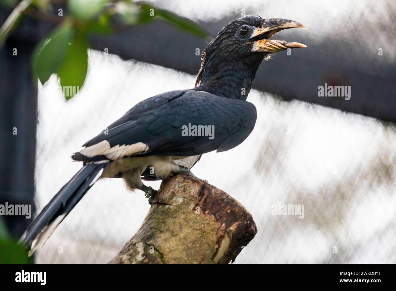 The piping hornbill (Bycanistes fistulator) is a bird in the hornbill family. This black-and-white species is found in humid forest and second growth Stock Photo