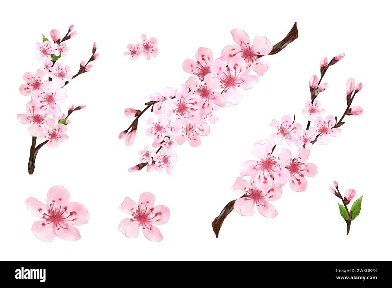 Branch of Sakura on white background. Pink sakura flowers background in ...