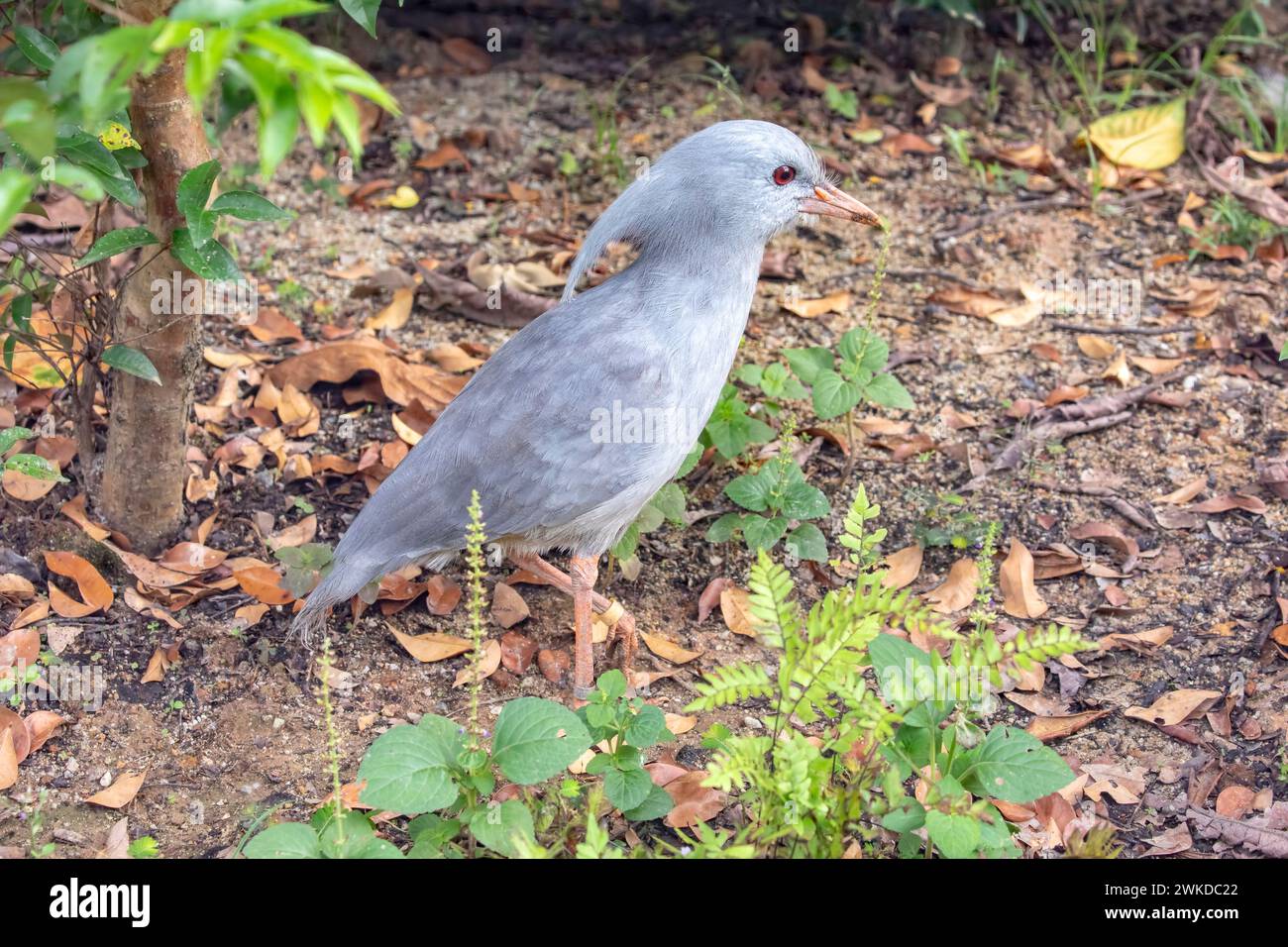 the closeup image of Kagu. It is a crested, long-legged, and bluish-grey bird endemic to the dense mountain forests of New Caledonia. Stock Photo
