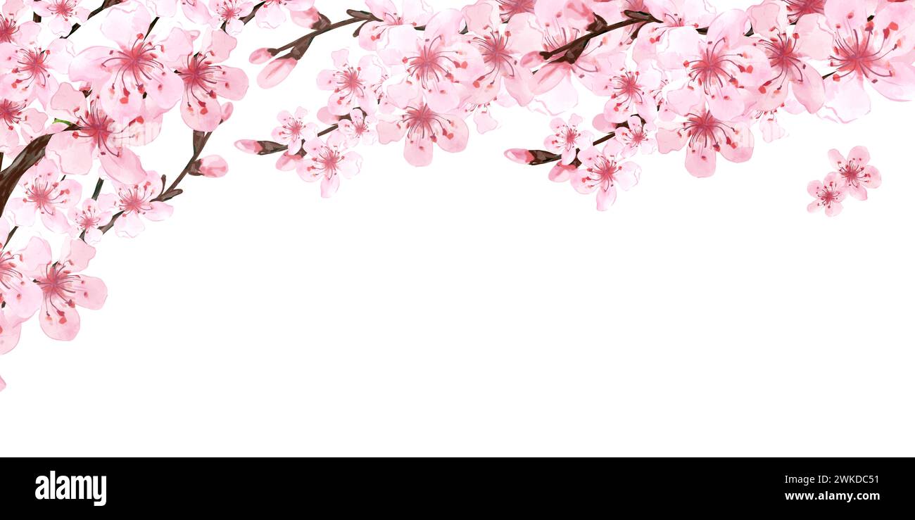 Branch of Sakura on white background. Pink sakura flowers background in ...