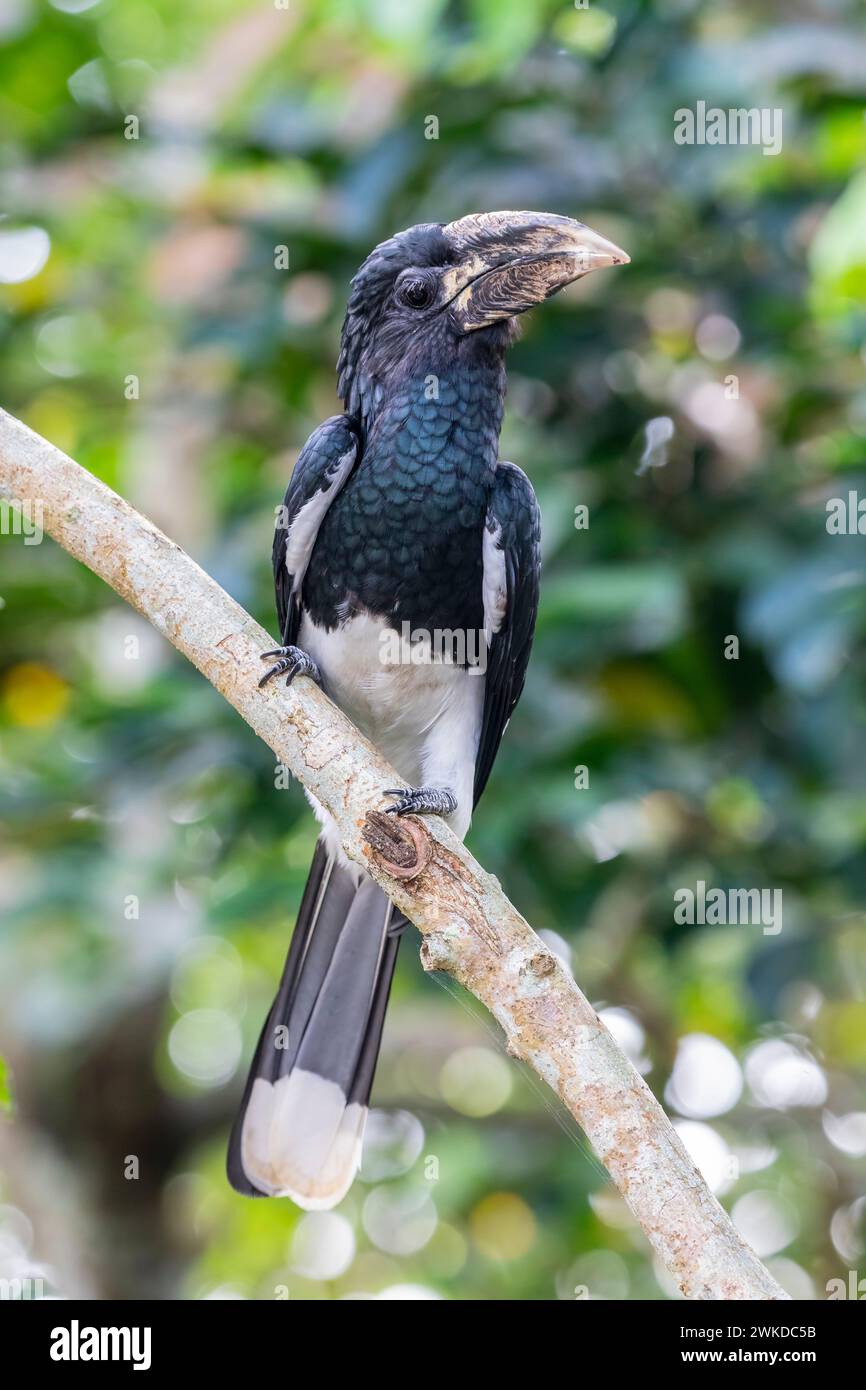 The piping hornbill (Bycanistes fistulator) is a bird in the hornbill family. This black-and-white species is found in humid forest and second growth Stock Photo