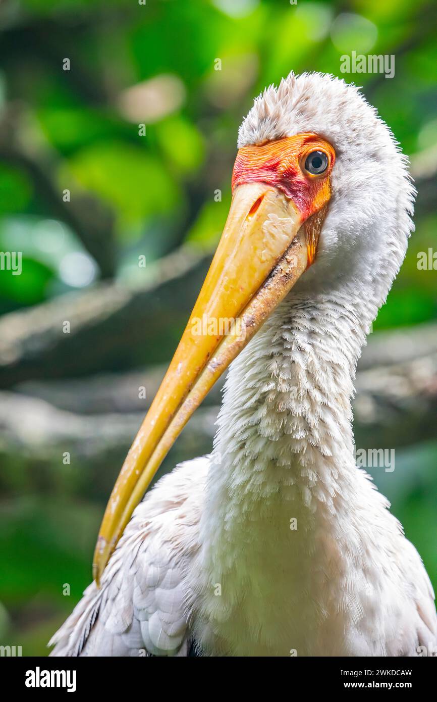 The yellow-billed stork (Mycteria ibis) is a large African wading stork ...