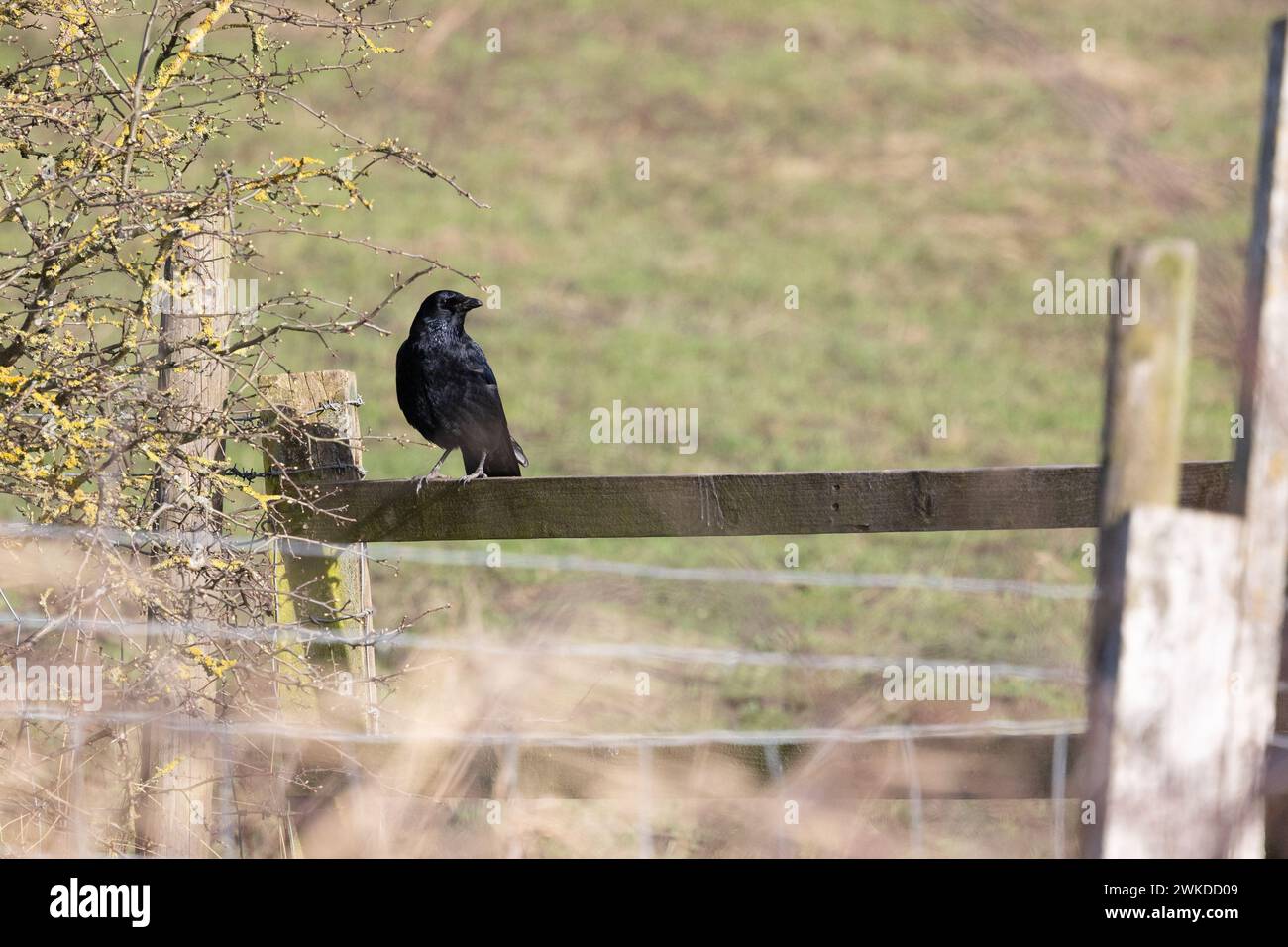 Corvid on fence, Yorkshire, UK in February Stock Photo