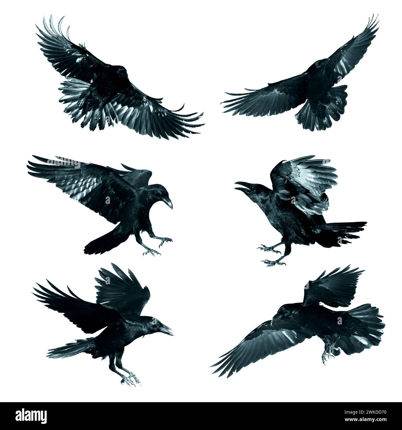 Birds flying ravens isolated on white background Corvus corax. Halloween - mix six birds, silhouette of a large black bird in flight Stock Photo