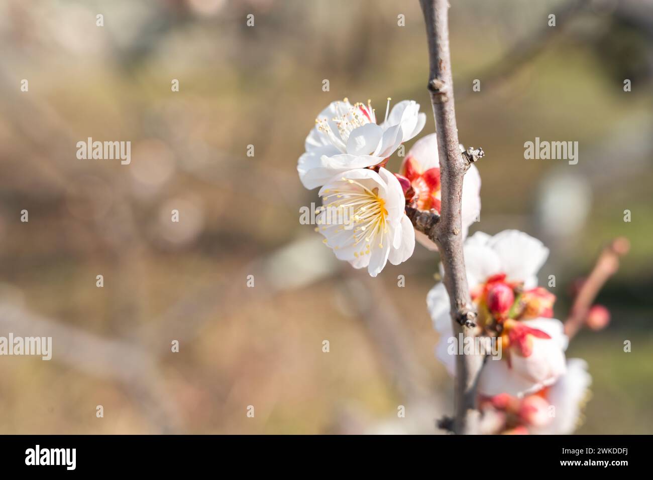 Beautiful white plum flower blossom in springtime with blue sky background. Stock Photo