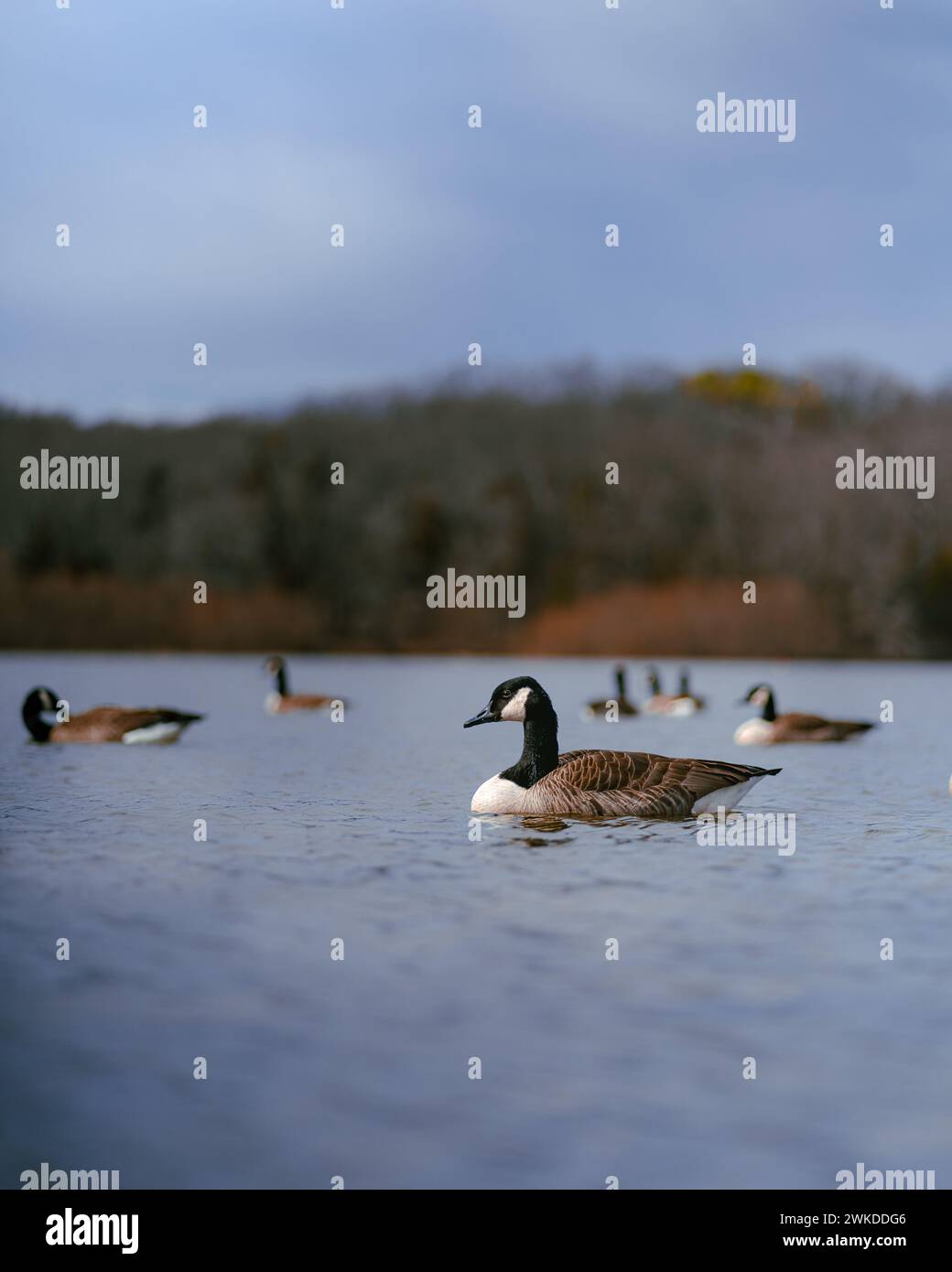 A flock of Canada geese swimming in the serene water Stock Photo
