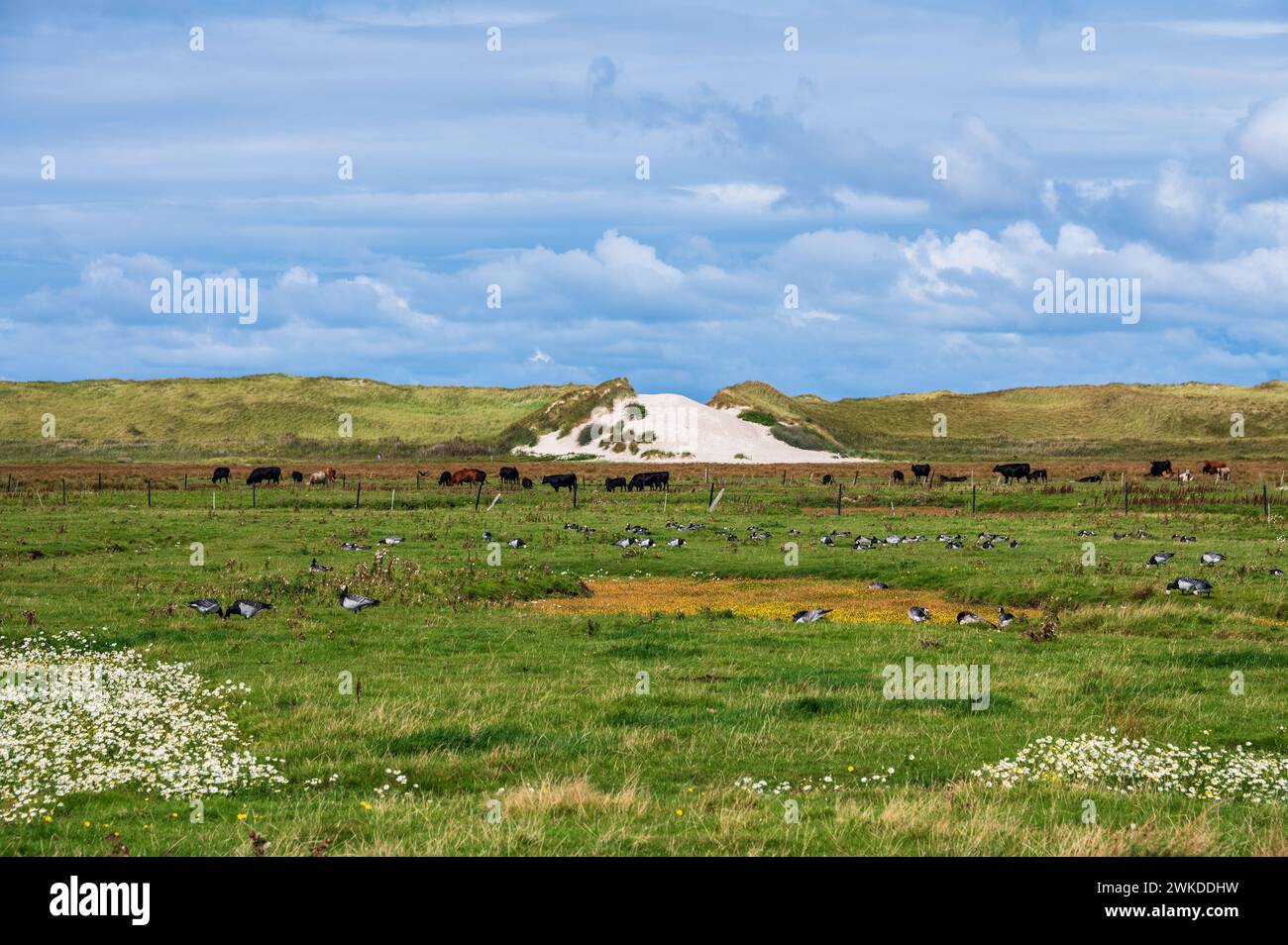 Landscape salt marshes on the Amrum dike with Canada geese Stock Photo
