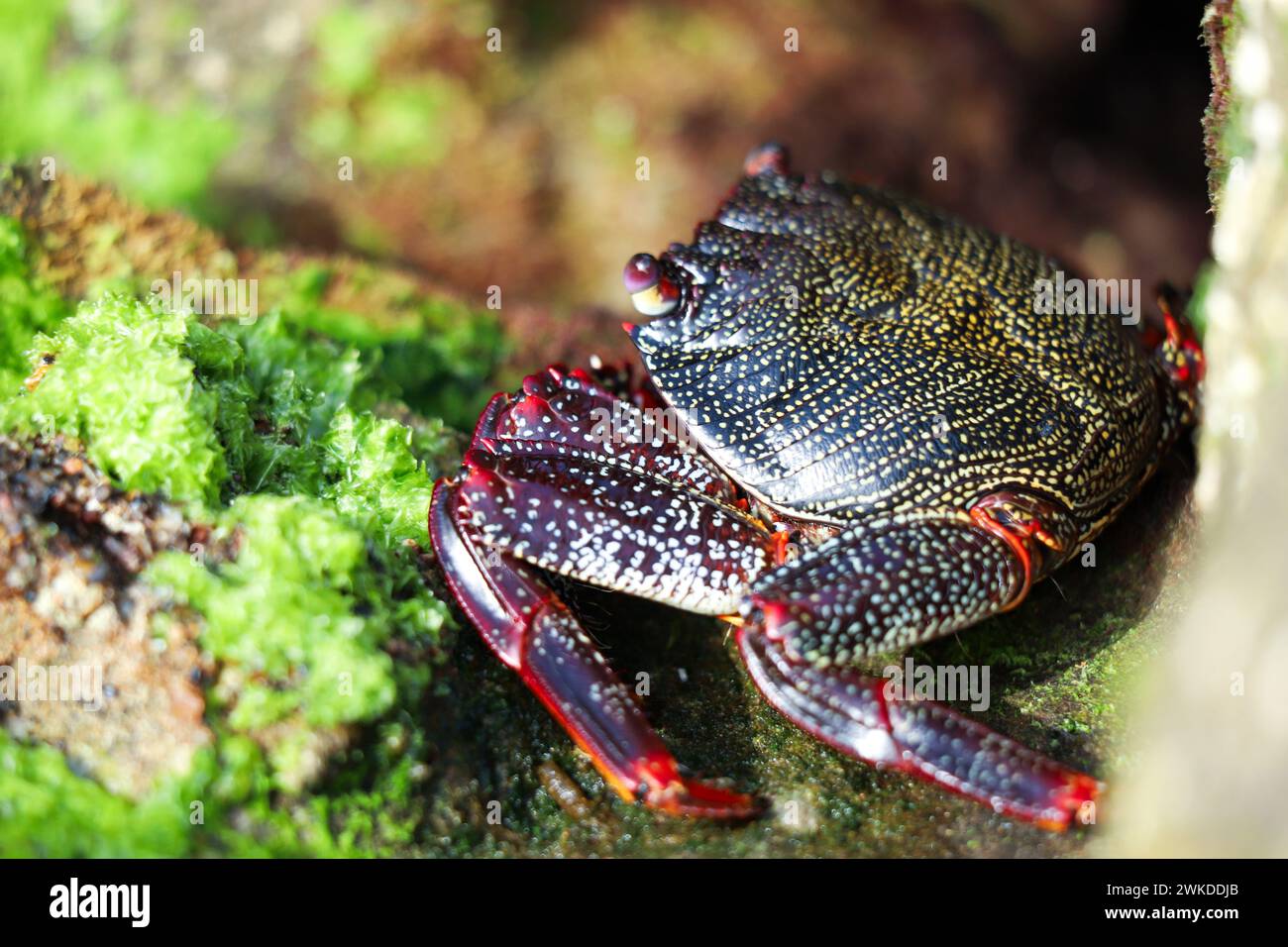 Red crab in rocks Stock Photo