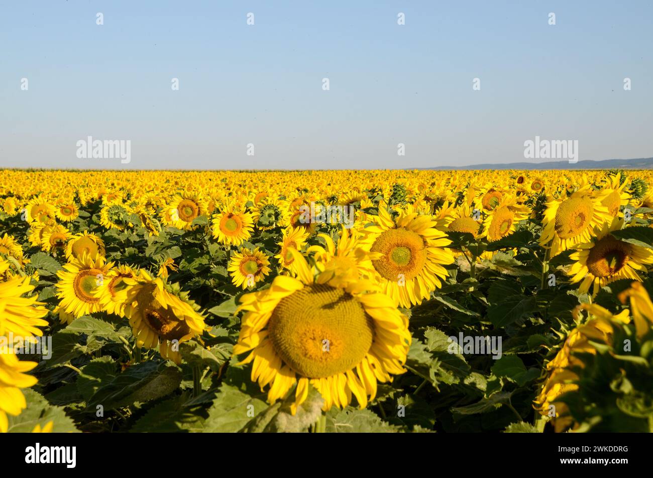 Sunflower on the field at sunny summer day. Yellow flowers of common ...
