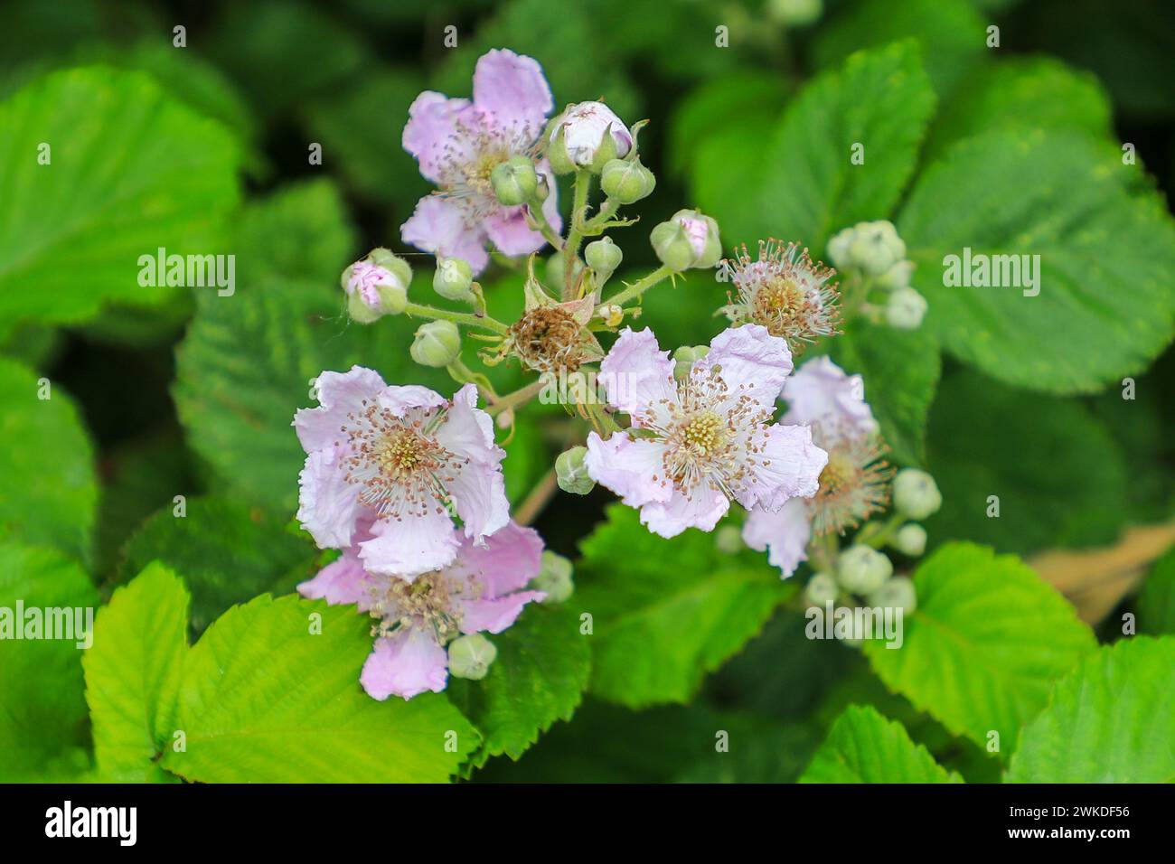 The pink flowers of a wild Bramble (Rubus fruticosus) or Blackberry plant, England, UK Stock Photo