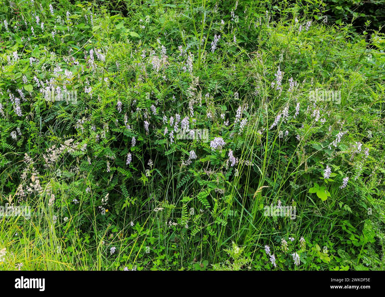 The multiple flowers of Wood Vetch (Vicia sylvatica), England, UK Stock Photo
