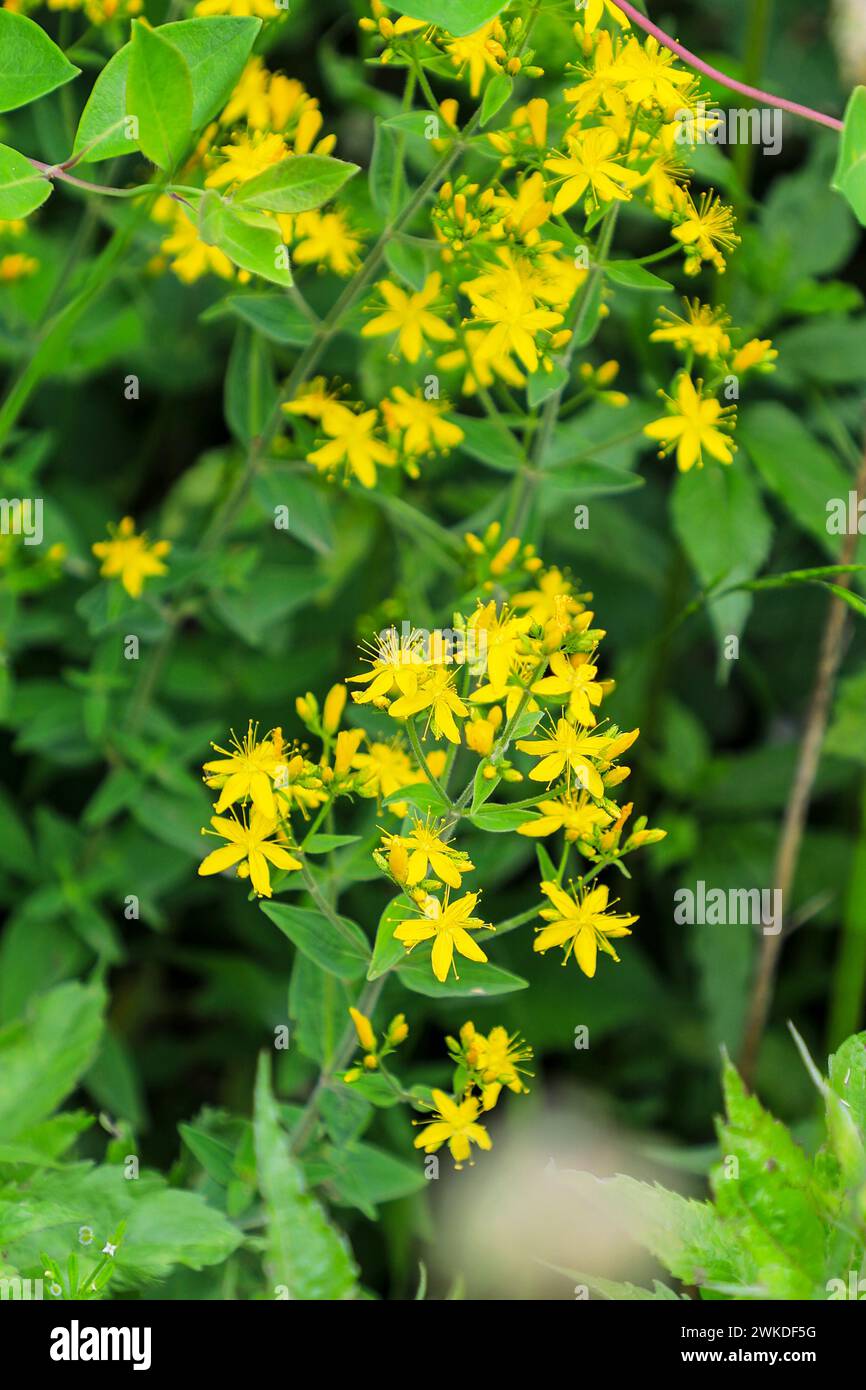 The yellow flowers of Hypericum hirsutum, a flowering plant in the family Hypericaceae, commonly known as hairy St John's-wort, England, UK Stock Photo