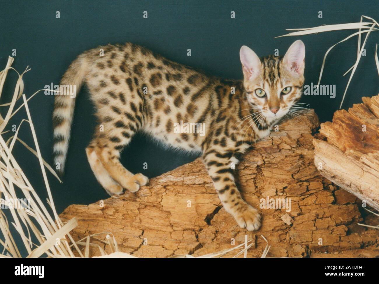 Bengal Kitten Hunting Stock Photo
