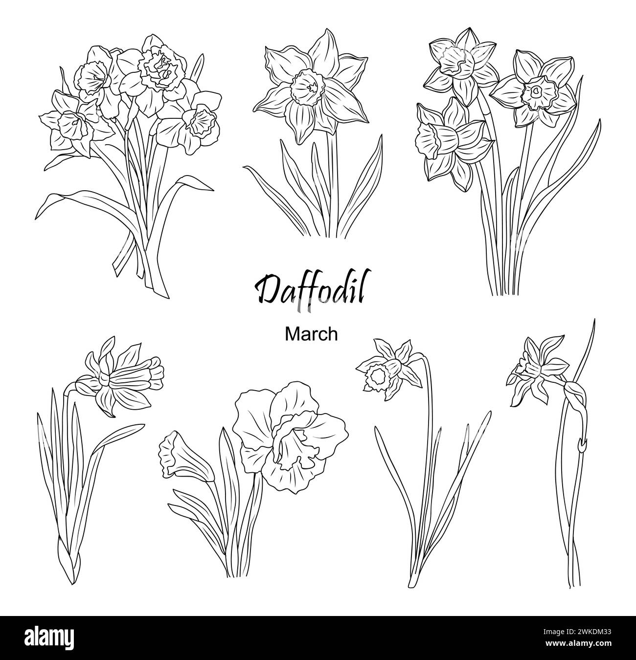 Daffodil March Birth month flower line art vector. Stock Vector