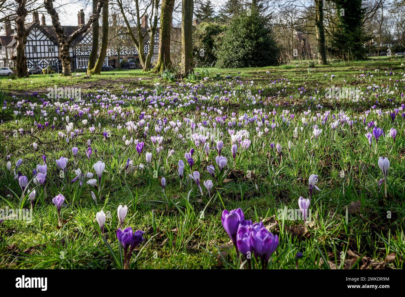 Worsley, Manchester, Tuesday February 20, 2024. A colourful crop of Crocus in full bloom on Worsley Green as lovely early Spring sunshine bathes the North West of England. Credit: Paul Heyes/Alamy News Live. Stock Photo